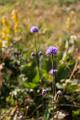 2018_08_07_Auvergne  (0003)